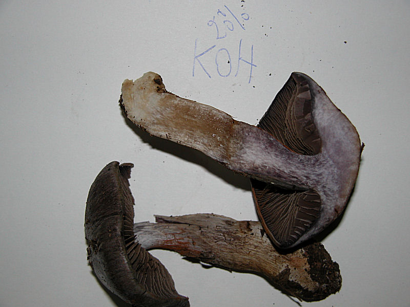 Cortinarius infractus var. obscurocyaneus (Phlegmacium)